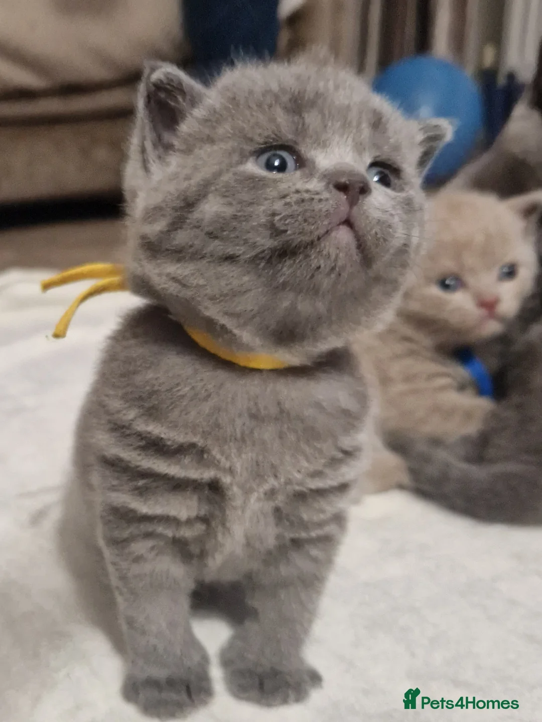 British Shorthair cats for sale:  Gccf British shorthair kittens champion lines 🏆 - Advert 12