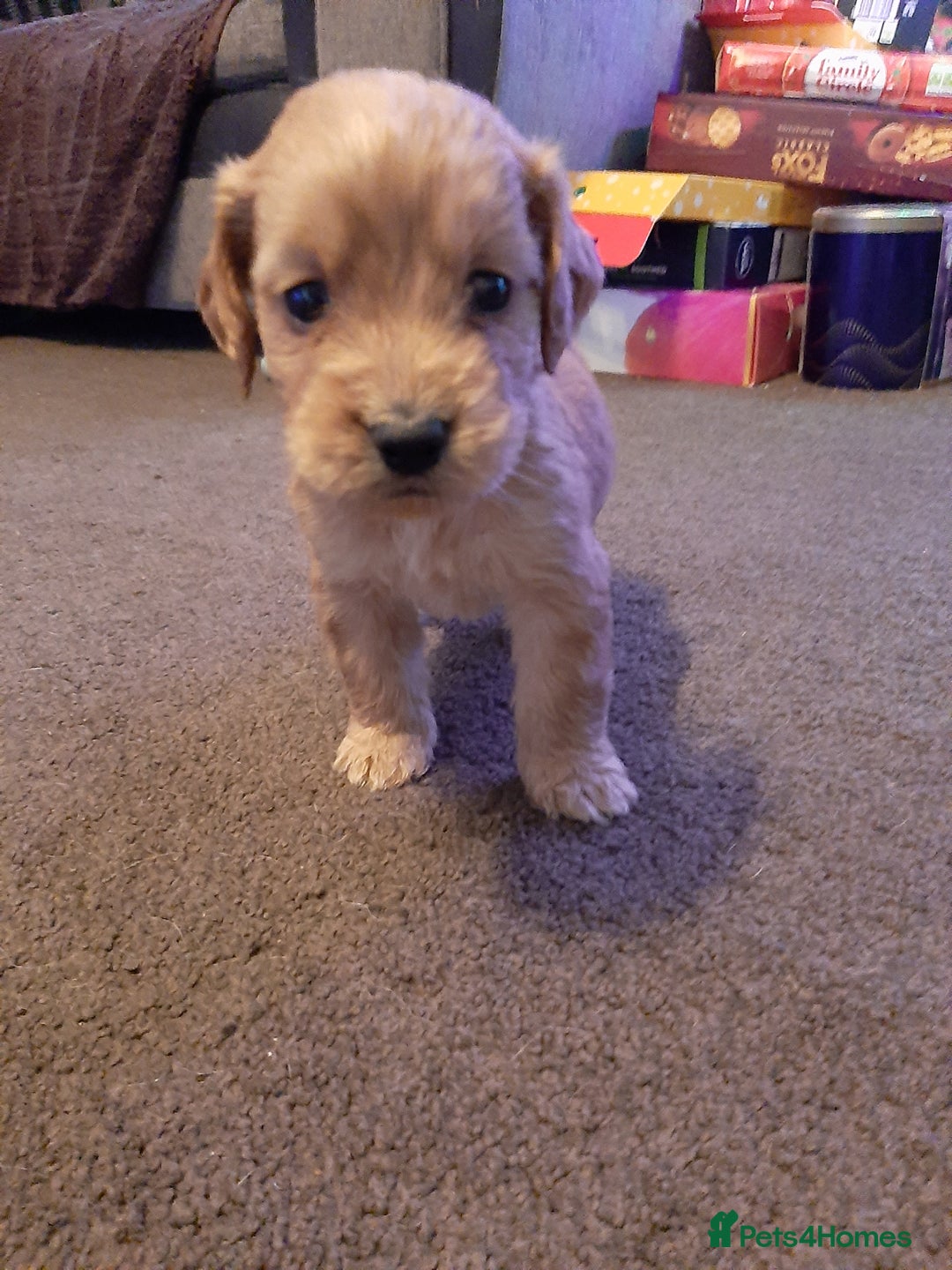 Cockapoo dogs for sale: Stunning litter of cockapoos  - Advert 12