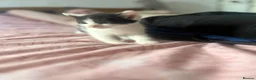 Ragdoll cats for sale: Six ragdoll cross kittens  in Rotherham - Advert 5