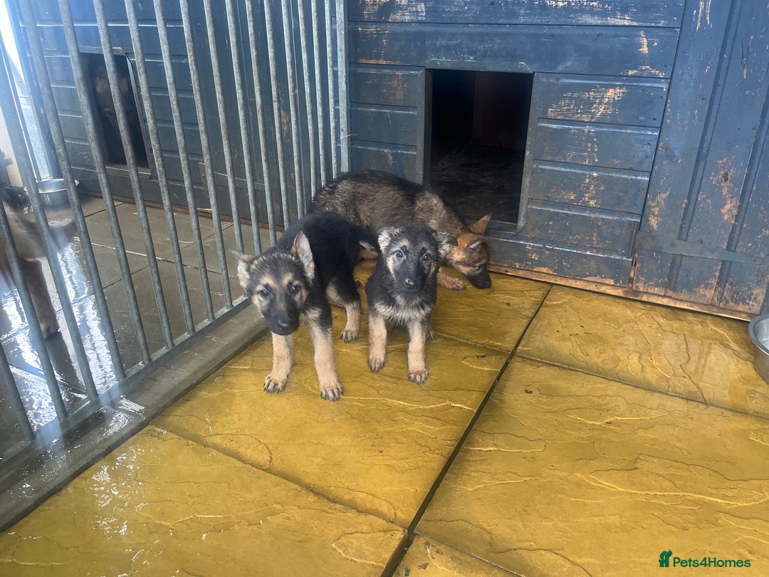 German Shepherd dogs for sale: German shepherd puppies 2 girls 1 male - Image 14