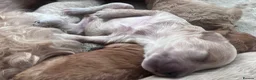 Cockapoo dogs for sale: Beautiful litter of cockapoo  - Advert 10