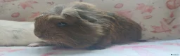 Guinea Pig rodents for sale: Beautiful pair of girl guinea pigs aka sow ready  - Advert 9