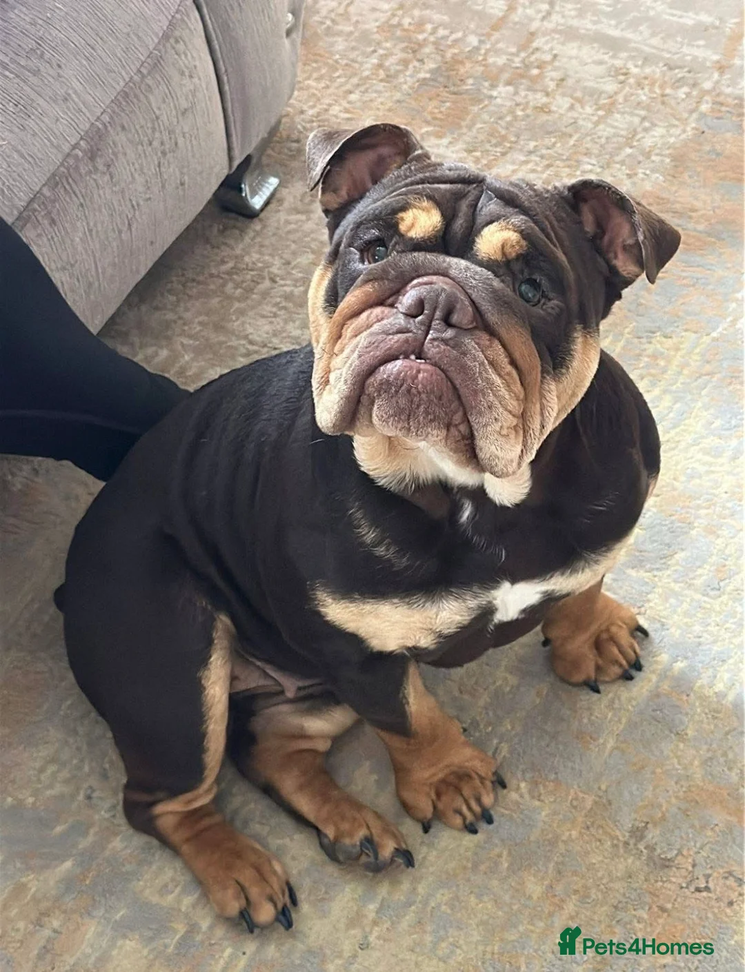 English Bulldog dogs for sale: 16 months old Female chocolate  - Advert 1