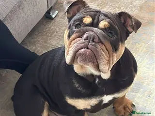 English Bulldog dogs 16 months old Female chocolate - Advert 2