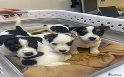 Jack Russell dogs for sale: Short legs Jack Russell  - Advert 3