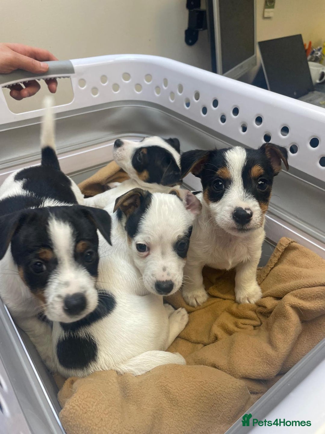 Jack Russell dogs for sale: Short legs Jack Russell  - Advert 3