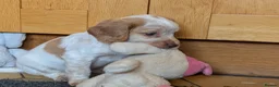 Sprocker dogs for sale: Stunning litter of sprockers  - Advert 6