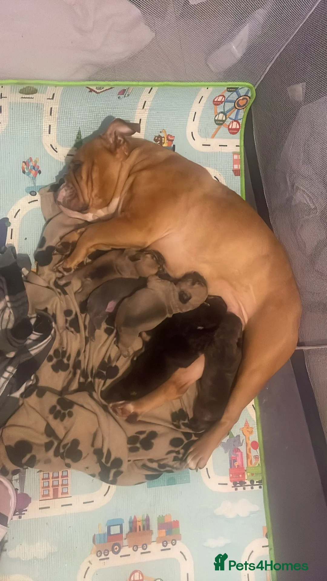 Mixed Breed dogs for sale: Puppy’s for sale  - Advert 2