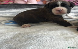 Boxer dogs for sale: Beautiful boxer babies bob/long  - Image 22