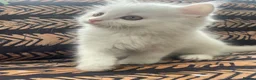 Mixed Breed cats for sale:  Persian kittens for sale  - Advert 21