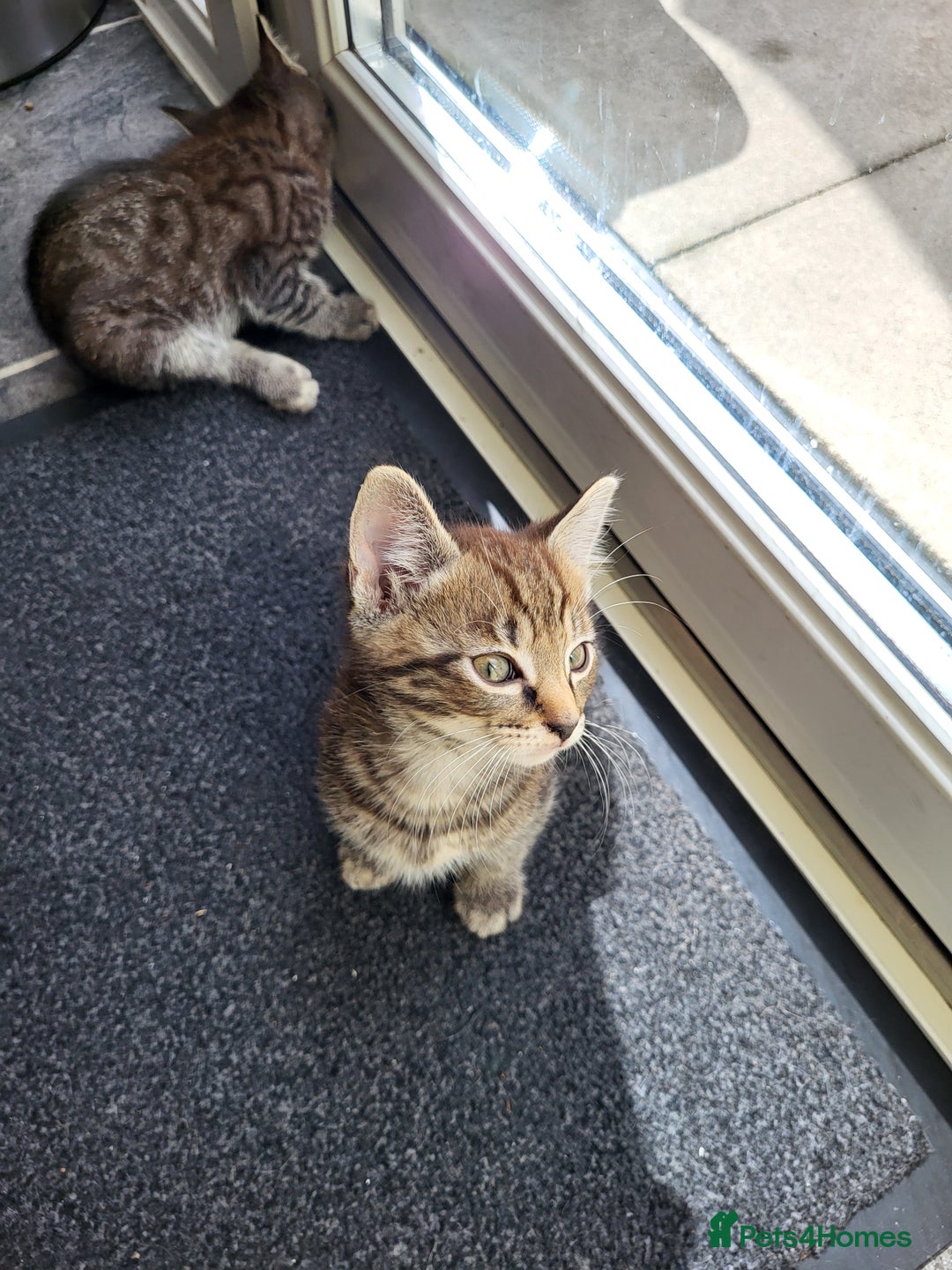 Mixed Breed cats for sale: Adorable kitten's  - Image 21