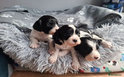 Mixed Breed dogs for sale: Spingalier pups - Image 4
