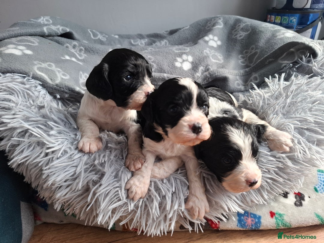 Mixed Breed dogs for sale: Spingalier pups - Image 4