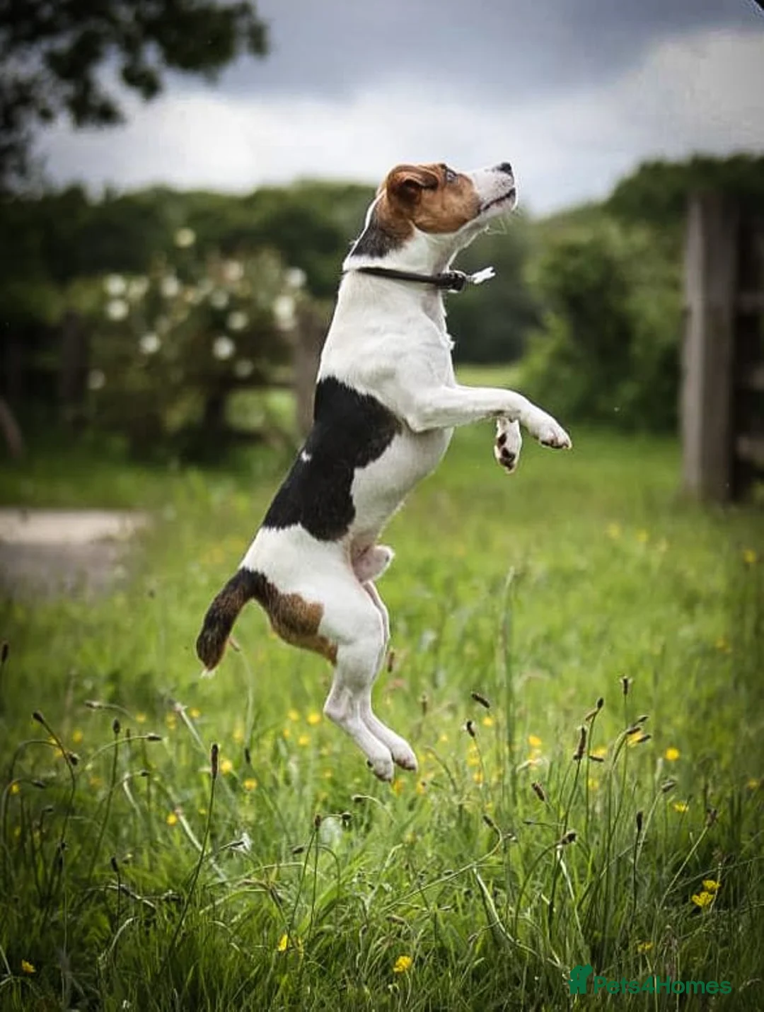 Jack Russell dogs for stud: Digby Jack Russell Stud in Crediton - Advert 9