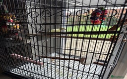 Parrots birds for sale: Quaker parrot  - Image 2
