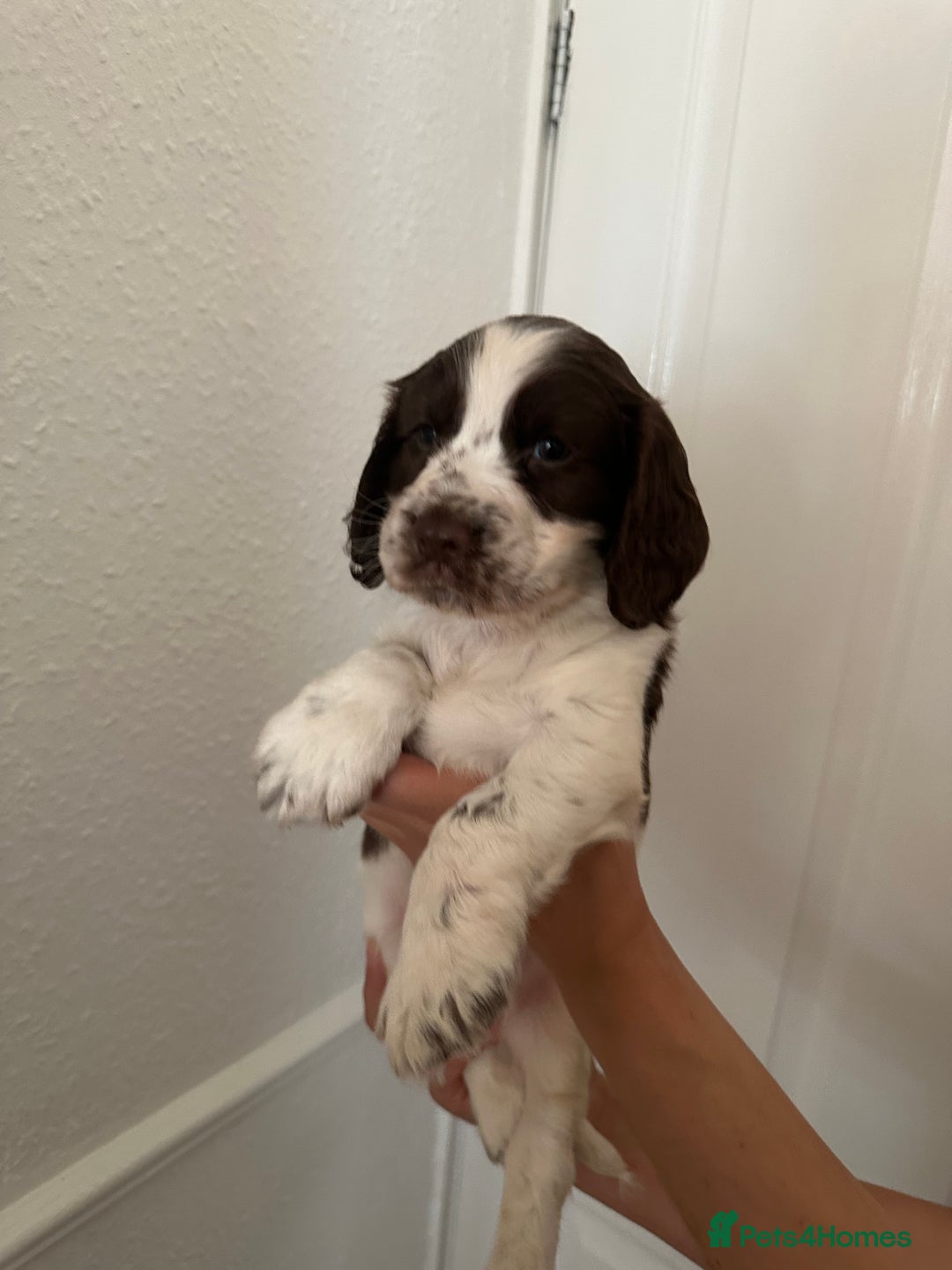 Cocker Spaniel dogs for sale: Show-Type Cocker Spaniels - Image 6