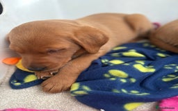 Labrador Retriever dogs for sale: Beautiful KC Fox Red Labrador Puppies - Image 7