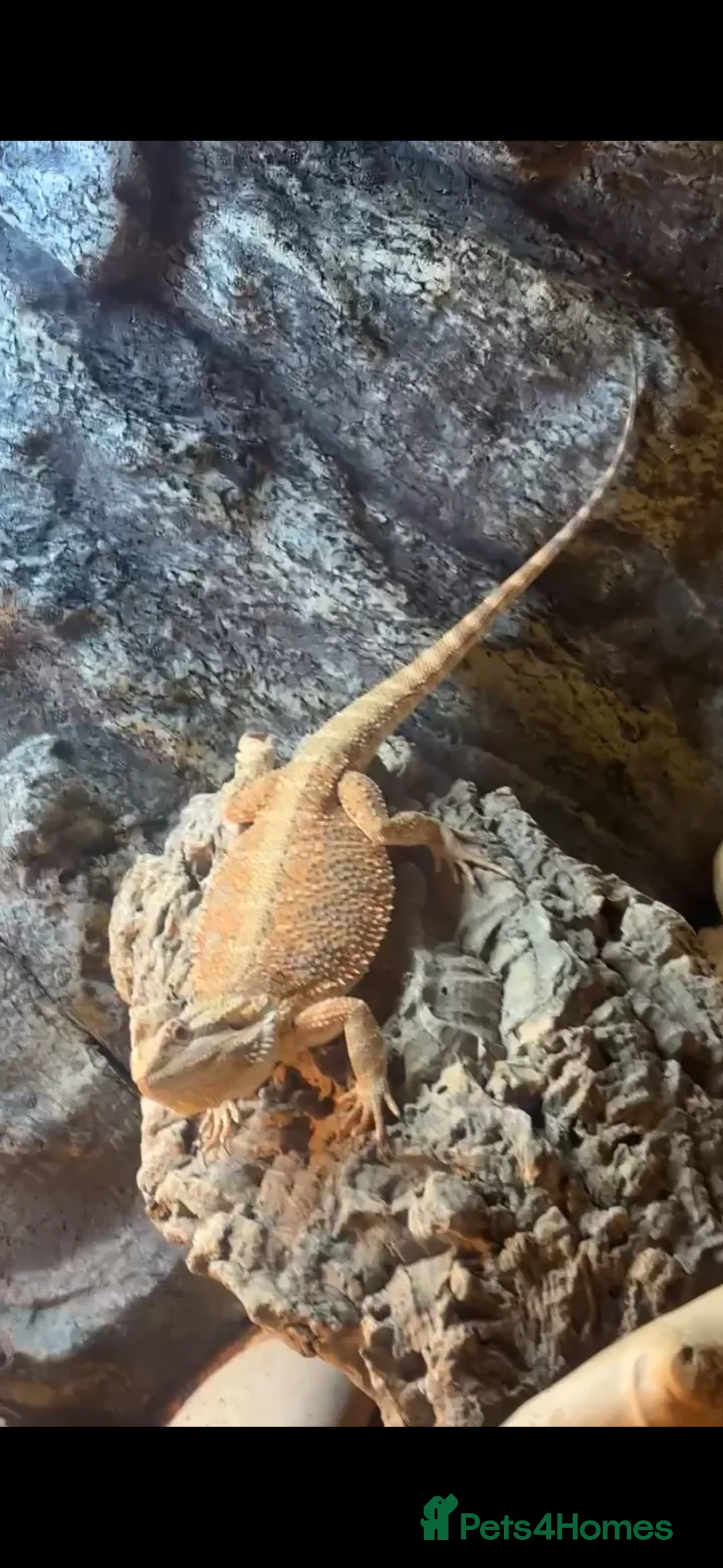 Bearded Dragon reptiles for sale: Bearded Dragon  - Advert 5