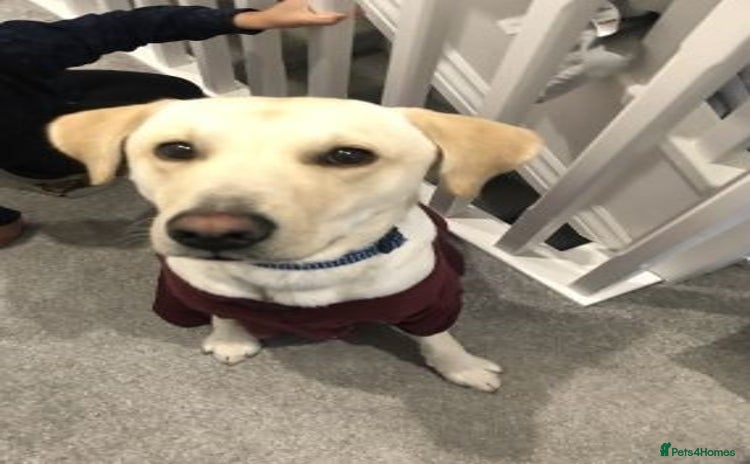 Labrador Retriever dogs Labrador retriever - Advert 10