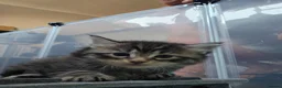 Maine Coon cats for sale: 7 main coon kittens  - Advert 4