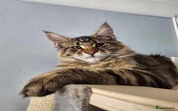 Maine Coon cats for sale: Pedigree Maine Coon boy from tested parents  - Image 3
