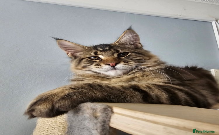 Maine Coon cats - Advert 2