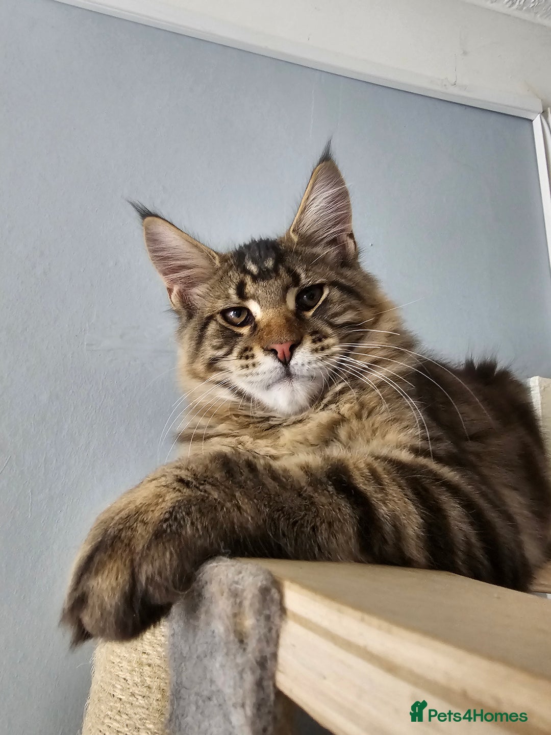Maine Coon cats for sale: Pedigree Maine Coon boy from tested parents  - Image 3