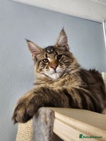 Maine Coon cats - Advert 16