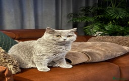British Shorthair cats for sale: British shorthair cats Gccf registered  - Image 11