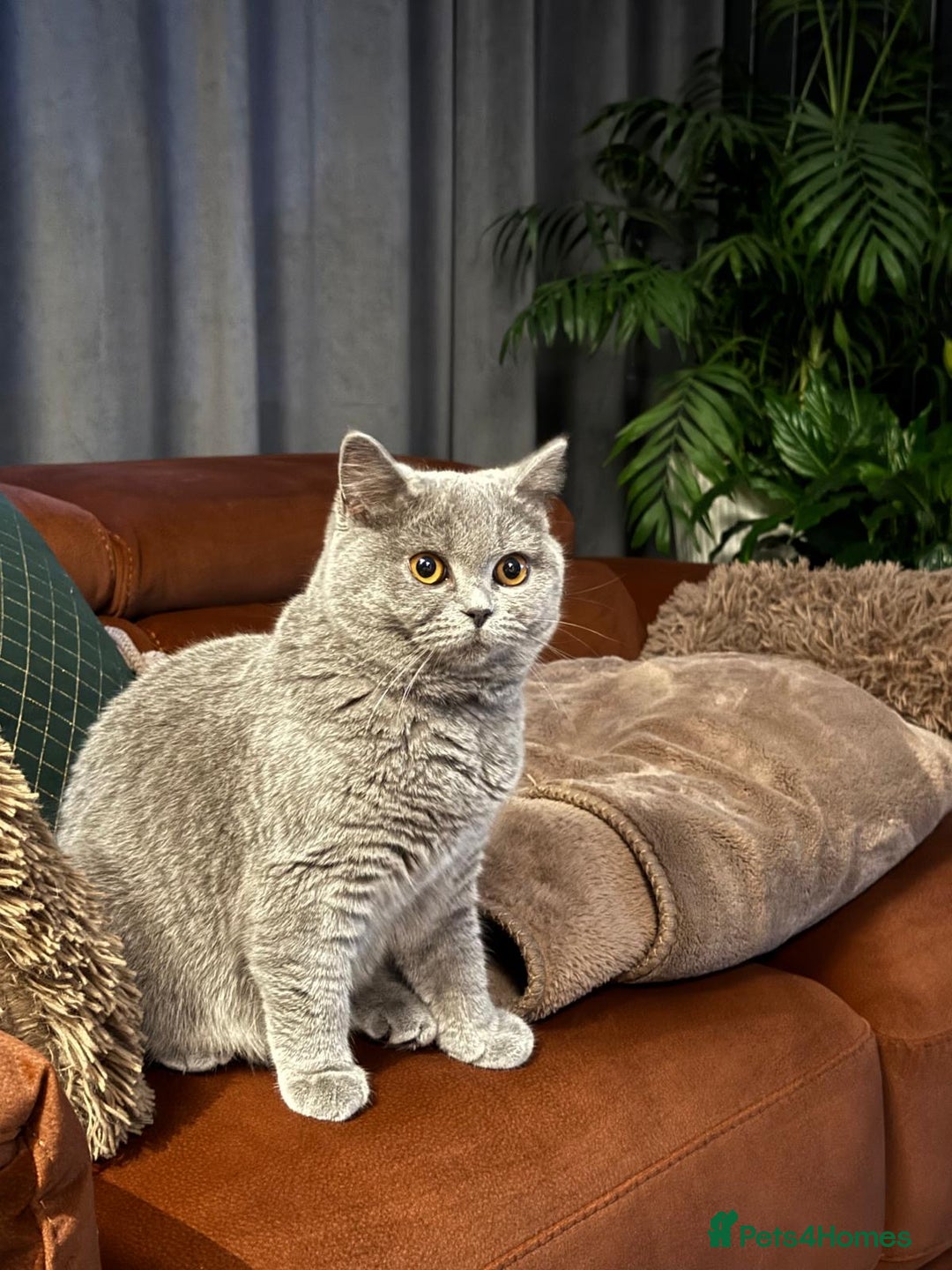 British Shorthair cats for sale: British shorthair cats Gccf registered  - Image 11