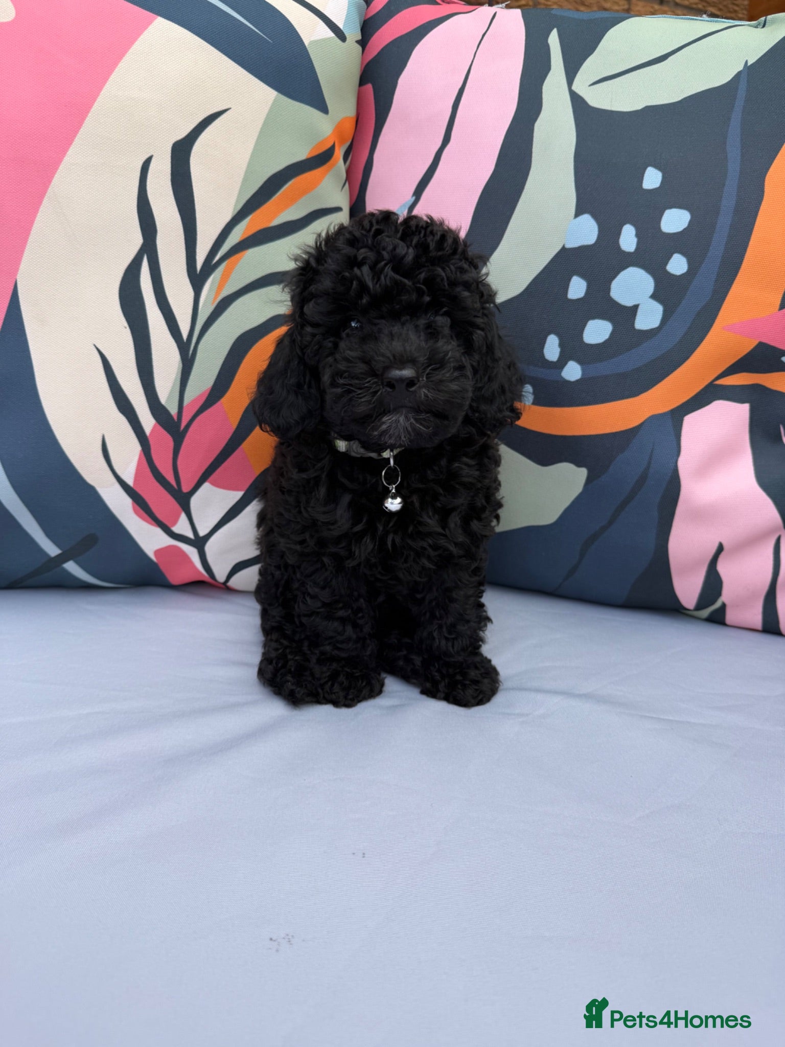 Cockapoo dogs LAST ONE READY NOW DNA & Health Tested Parents - Advert 1