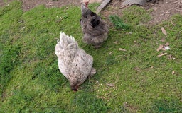 Chickens poultry for sale: Brahma-Vorwerk chicks Pure not mixed breeds - Image 9