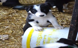 Border Collie dogs for sale: collie pups for working homes - Advert 16