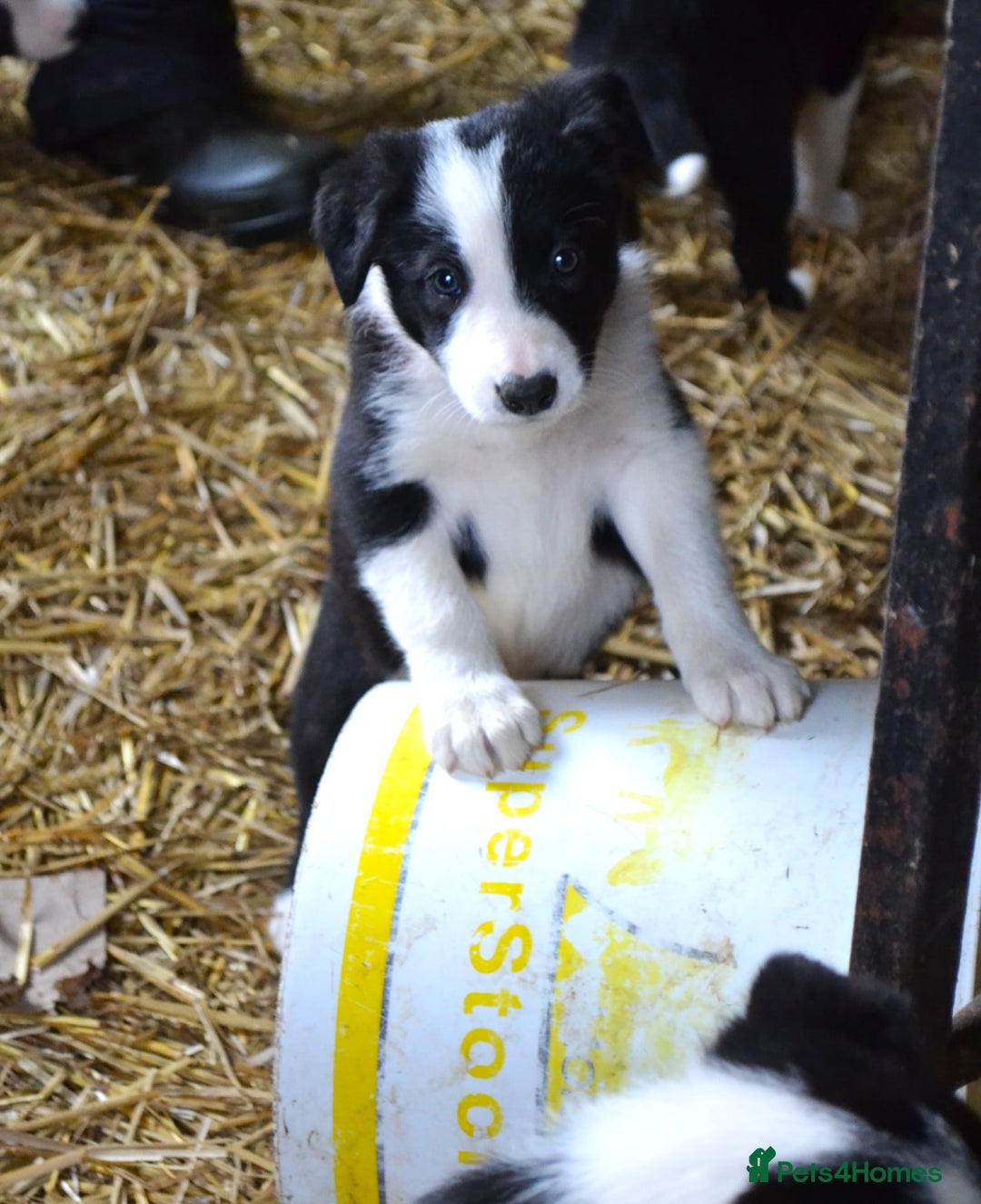 Border Collie dogs for sale: collie pups for working homes - Advert 16