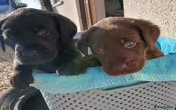 Labrador Retriever dogs for sale: Fox Red Labradors Ready now!!!! - Image 14