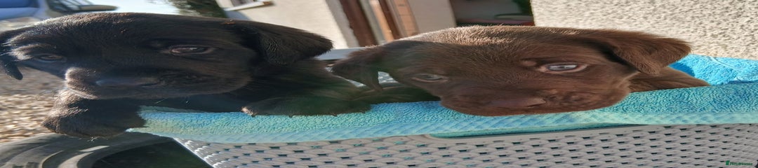 Labrador Retriever black 