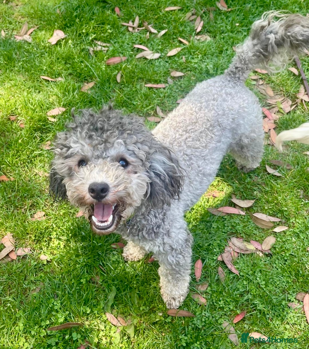 Doxiepoo dogs for sale: Adorable Doxiepoo puppies  - Image 17