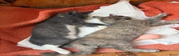 Maine Coon cats for sale: Maine Coon - Advert 2