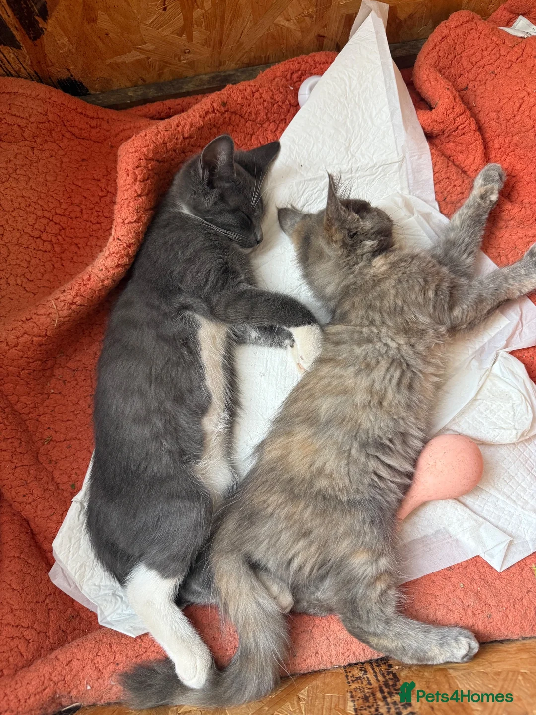 Maine Coon cats for sale: Maine Coon - Advert 2
