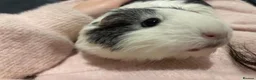 Guinea Pig rodents for sale: Two guinea pigs finding a new home - Advert 10
