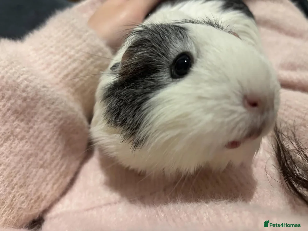 Guinea Pig rodents for sale: Two guinea pigs finding a new home - Advert 10