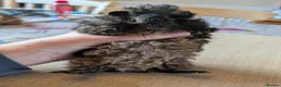 Guinea Pig rodents for sale: Gorgeous bonded boys  - Advert 11