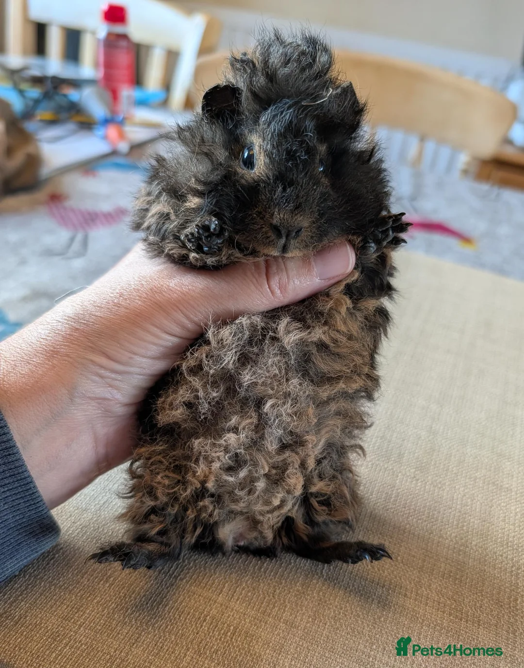 Guinea Pig rodents for sale: Gorgeous bonded boys  - Advert 11
