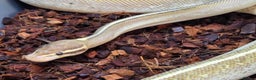 Python Snake reptiles for sale: Multiple adult female royal python  - Advert 1