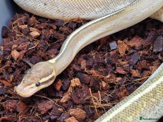 Python Snake reptiles Multiple adult female royal python - Advert 14