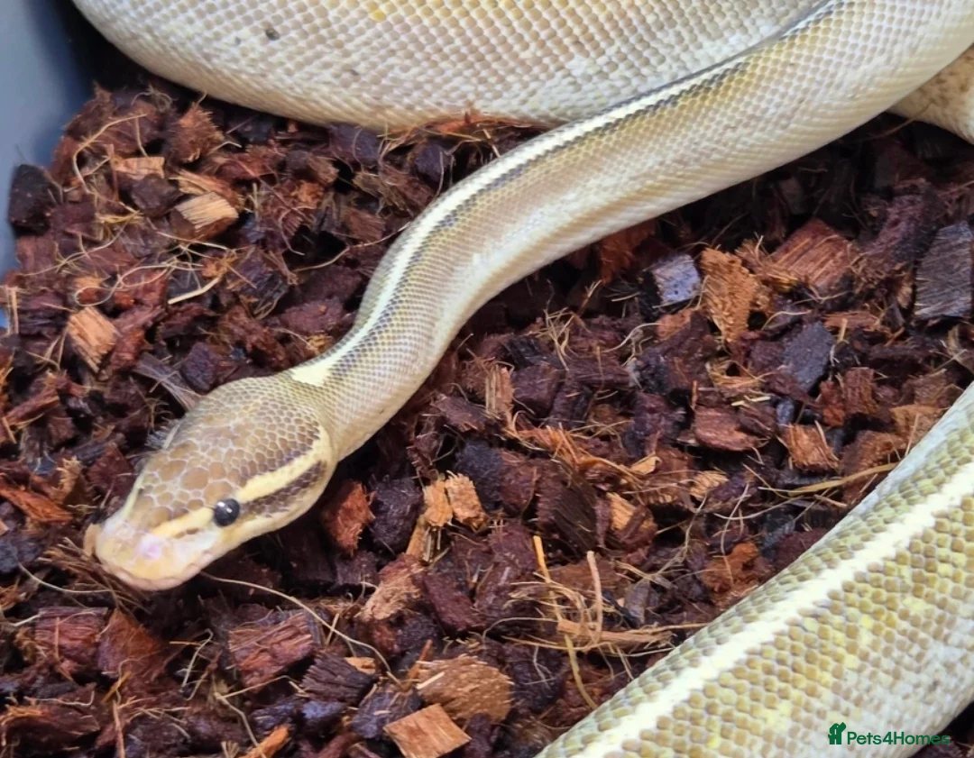 Python Snake reptiles for sale: Multiple adult female royal python  in Hartlepool - Advert 2