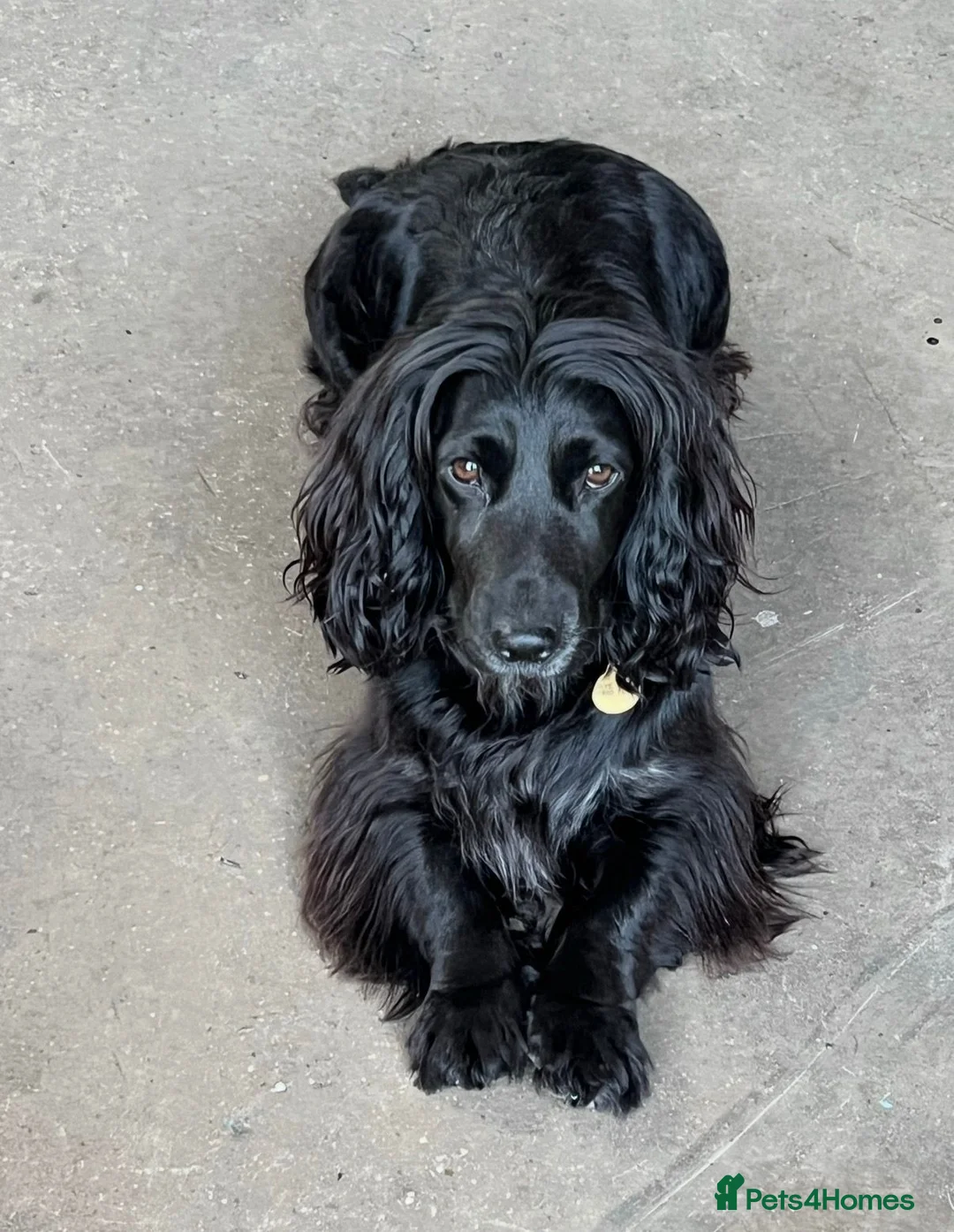 Cockapoo dogs for sale: Top quality cockapoo puppies needing loving home.  - Advert 14