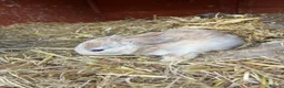 Mixed Breed rabbits for sale: Rabbits for sale - Advert 9