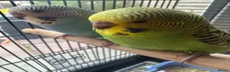 Budgerigars birds for sale: Lovely baby budgies in Dagenham  - Advert 9