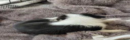 Mixed Breed dogs for sale: 8 healthy active collie pups in Cramlington - Advert 7